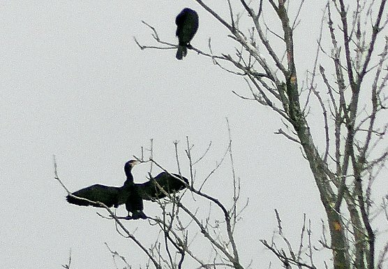 Kormorane am Stausee (Foto: U.Reinboth)