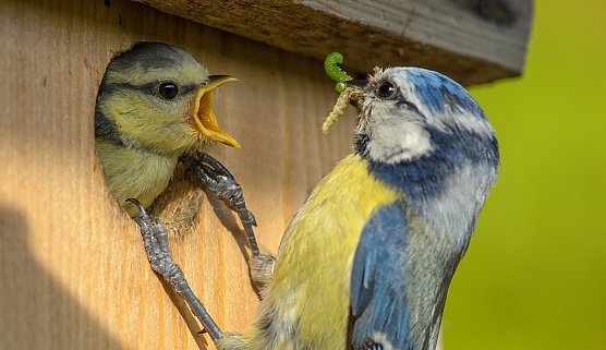 Blaumeisen am Nistkasten (Foto: Rita Priemer) Blaumeisen am Nistkasten (Foto: Rita Priemer)