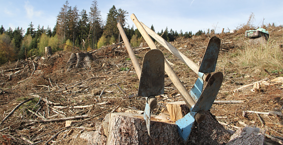 Die Fichte geht, die Buche kommt (Foto: Martin Bollmann) Die Fichte geht, die Buche kommt (Foto: Martin Bollmann)