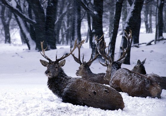Die Tiere haben es im Winter besonders schwer � R&uuml;cksicht ist geboten (Foto: Armin Maywald)