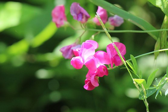 Au&szlig;enstandorte der BUGA 2021 (Foto: Eva Maria Wiegand)