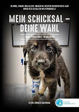 Wieviel Tierschutz steckt in den Wahlprogrammen der Parteien? (Foto: Deutscher Tierschutzbund ) Wieviel Tierschutz steckt in den Wahlprogrammen der Parteien? (Foto: Deutscher Tierschutzbund )