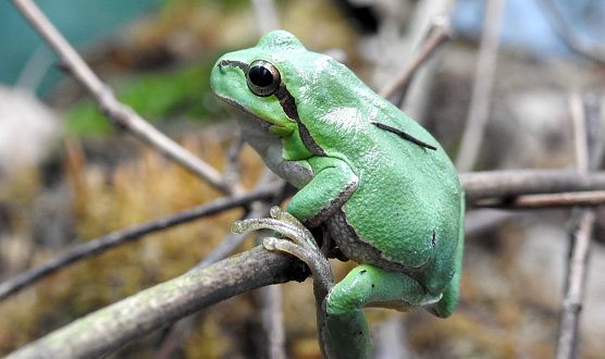 Bei anhaltendem Niederschlag zieht es den Laubfrosch in die unteren Vegetationsschichten. Dort befinden sich dann auch die Fluginsekten, so dass der Laubfrosch auch bei N&auml;sse erfolgreich jagen kann.  (Foto: Aquazoo L&ouml;bbecke Museum)