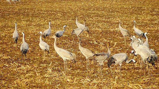 Winterg&auml;ste am Stausee - zwischen 5.000 bis 10.000 V&ouml;gel verweilen noch am See (Foto: Ulrich Reinboth)