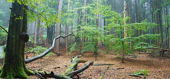Der Wald braucht Ruhe (Foto: Michael Nuebel) Der Wald braucht Ruhe (Foto: Michael Nuebel)