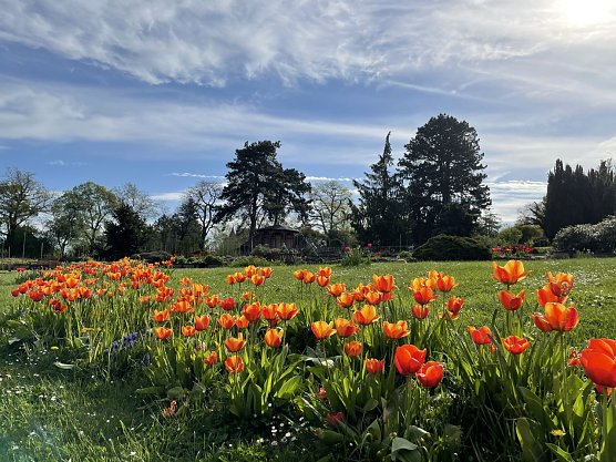 Garten- und Pflanzenmarkt  (Foto: Rosenstadt Sangerhausen GmbH )