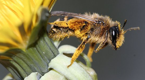 Die gemeine Sandbiene (Foto: Helge May) Die gemeine Sandbiene (Foto: Helge May)