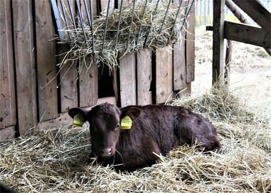 Nachwuchs in Kelbra  (Foto: U. Reinboth )