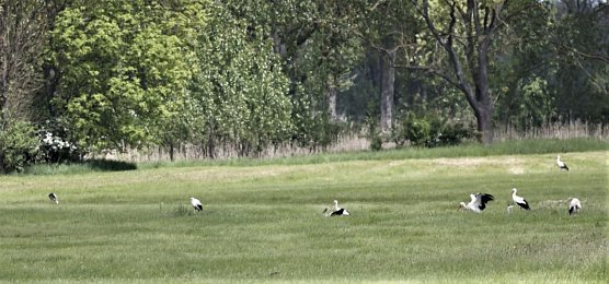 Sie br&uuml;ten  (Foto: U. Reinboth )