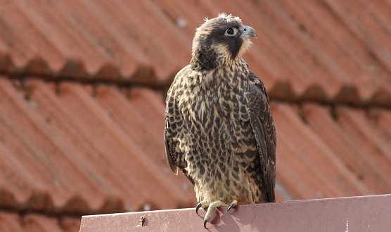 Junger Wanderfalke (Foto: Eva Maria Wiegand)
