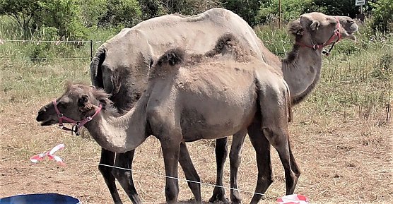 Kamele in der Goldenen Aue (Foto: Ulrich Reinboth)
