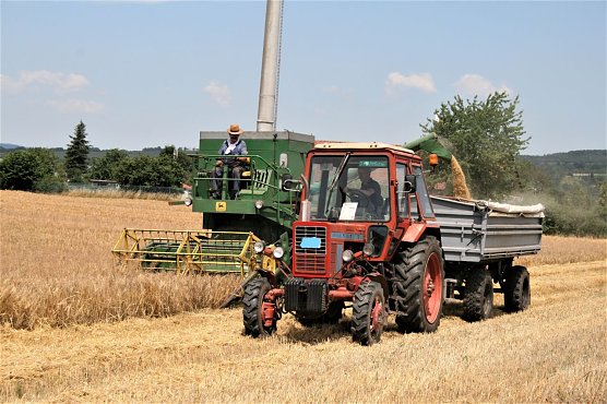 Erntebeginn in der Goldenen Aue bei Berga (Foto: Ulrich Reinboth)