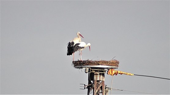 Familie Adebar begutachtet ihren neuen Wohnsitz in Th&uuml;rungen (Foto: Ulrich Reinboth)