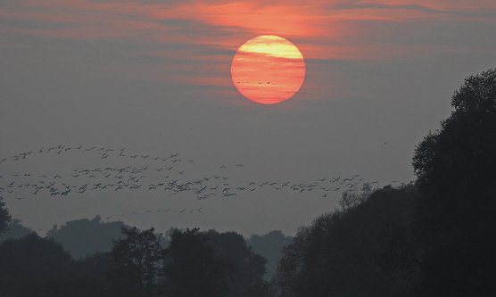 Mitstreiter f&uuml;r Kranichz&auml;hlung gesucht (Foto: Manfred Wagner)