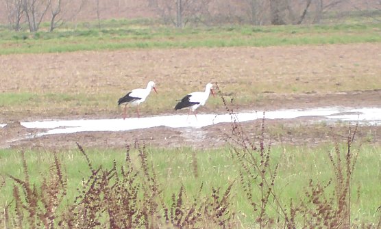 Fr&uuml;hling am Stausee  (Foto: U. Reinboth )