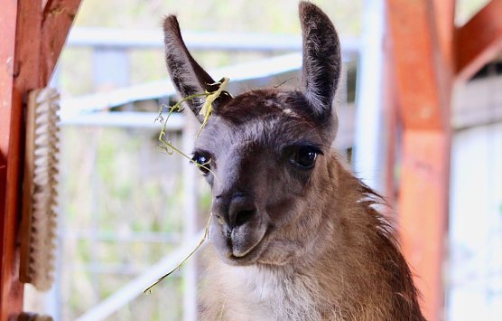 Unstrut-Lama Bruno (Foto: Eva Maria Wiegand)