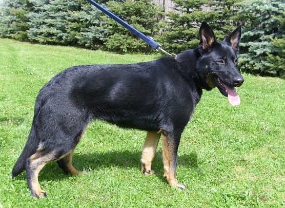 Cassy (Foto: C. Knust)