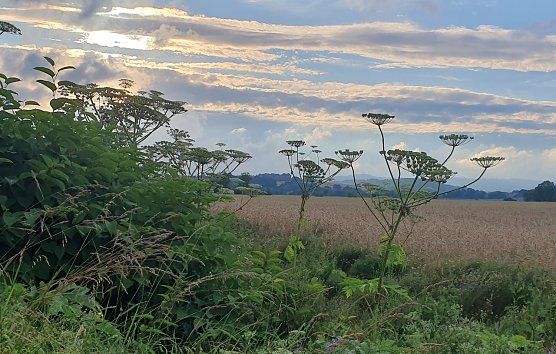 Diese eindrucksvollen Riesen-B&auml;renklau-Exemplare  an einem Ackerrand in der N&auml;he von Obersachswerfen machen die Romantik eines Sommerabends perfekt. (Foto: B.Schwarzberg)