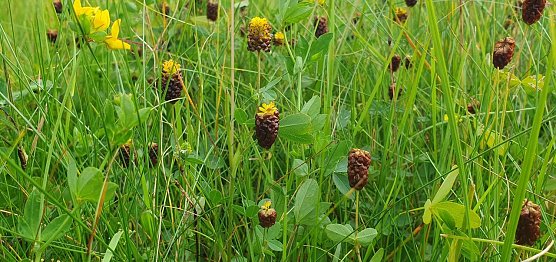 Bildunterschrift: Der deutschlandweit stark gef&auml;hrdete und seltene Moor-Klee (Trifolium spadiceum), hier auf einer Bergwiese im Landkreis Nordhausen an seinem vermutlich letzten verbliebenen Th&uuml;ringer Wuchsort im S&uuml;dharz, verbl&uuml;ht auffallend kastanienbraun. (Foto: B.Schwarzberg)