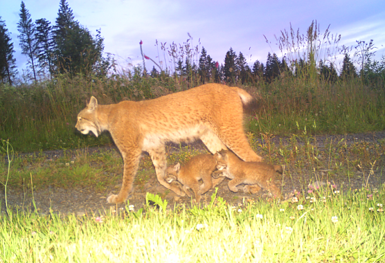 Luchsfamilie in der Fotofalle (Foto: TMUEN)