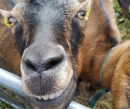 Erfreute Ziege (Foto: Helga und Gerhard Müller) Erfreute Ziege (Foto: Helga und Gerhard Müller)