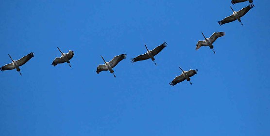 Kraniche rasten am Stausee Kelbra (Foto: Peter Blei) Kraniche rasten am Stausee Kelbra (Foto: Peter Blei)