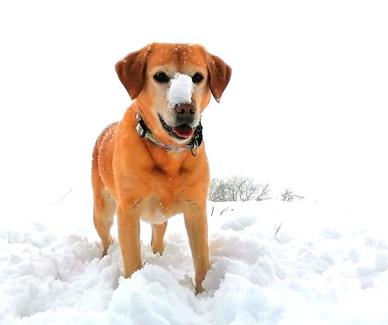 H&uuml;ndin Erna im Schnee (Foto: Solveig Bierwisch)