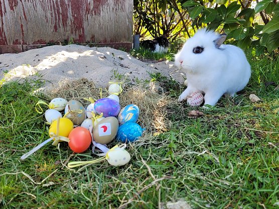 Ostern bei Familie Tritschler in Nohra bei Bleicherode (1.) (Foto: Familie Tritschler)