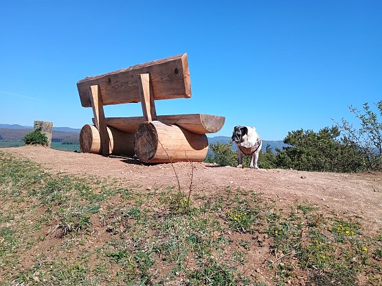 Sattelköpfe mit Mops (Foto: Jens Polte) Sattelköpfe mit Mops (Foto: Jens Polte)
