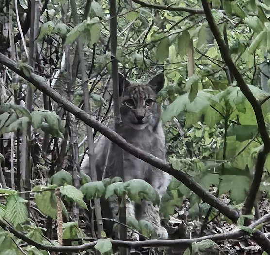 Begegnung mit Luchs (Foto: Michael Helbing) Begegnung mit Luchs (Foto: Michael Helbing)