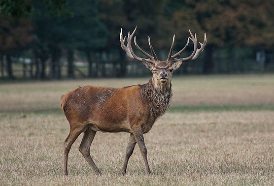 Wildunf&auml;lle sind keine Seltenheit, sondern ein Massenph&auml;nomen: 250.000 Mal kollidieren Wildtiere und Autos pro Jahr.  (Foto: HUK-COBURG)