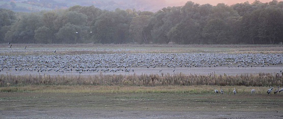 Rastende Kraniche am Stausee Kelbra (Foto: Peter Blei)