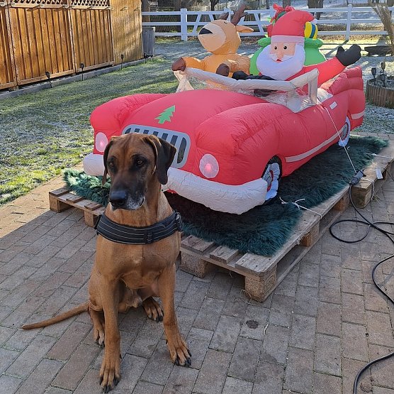 Foto 2: Rhodesian Ridgeback R&uuml;de Asani bereitet sich auf Weihnachten vor (Foto: Marina H&ouml;xtermann)