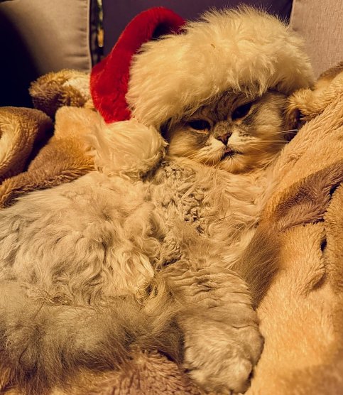 Kater Willy (Foto: Anja ZIckenroth) Kater Willy (Foto: Anja ZIckenroth)