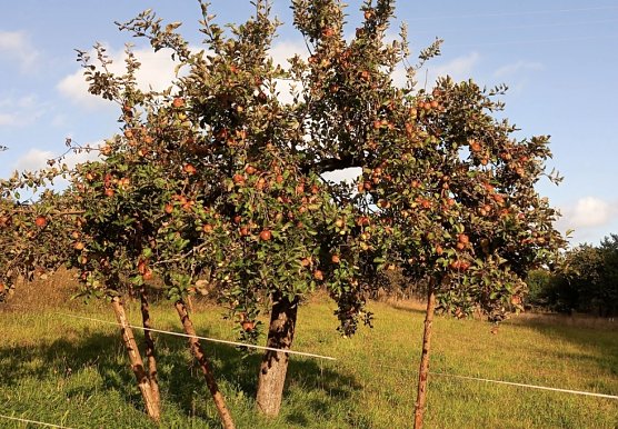 Die Sorte Carola ist auf der Streuobstwiese von Gerd Ulm zu finden (Foto: privat)