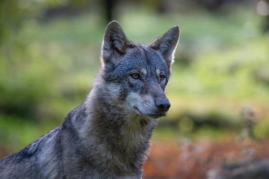 Symbolbild Wolf (Foto: Pixabay-keyouest)
