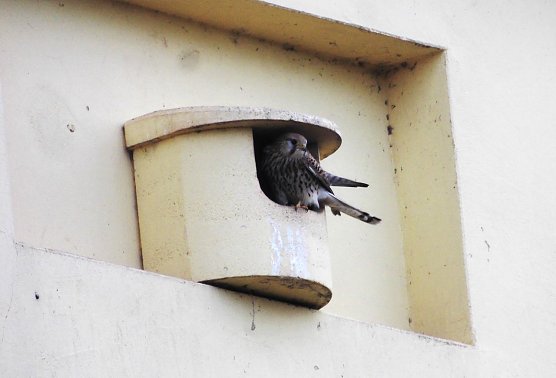 Die Dohlen haben Gefallen gefunden an dem Nistplatz. (Foto: Ulrich Reinboth) Die Dohlen haben Gefallen gefunden an dem Nistplatz. (Foto: Ulrich Reinboth)