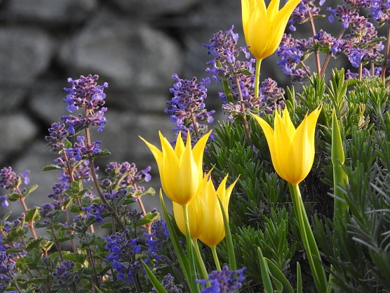 Symbolbild Fr&uuml;hling (Foto: Peter Blei)