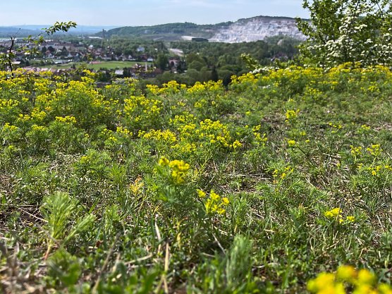 Symbolbild Fr&uuml;hling (Foto: ssc)