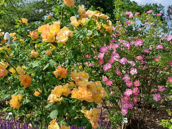 Momentan bl&uuml;hen schon viele Rosen im Europarosarium in Sangerhausen.  (Foto: Karin Thom)
