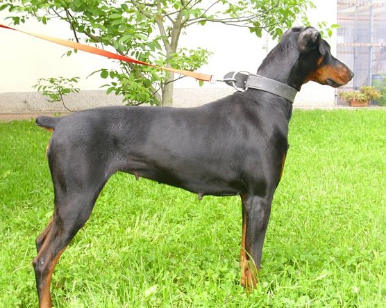 Blanche (Foto: C. Knust)