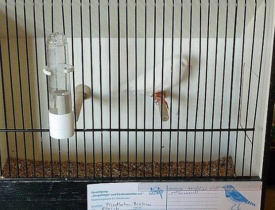 Vogelausstellung in Sondershausen (Foto: Karl-Heinz Herrmann) Vogelausstellung in Sondershausen (Foto: Karl-Heinz Herrmann)