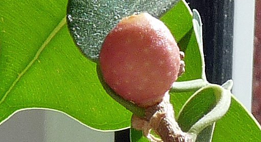 Birkenfeige  (Foto: Karl-Heinz Herrmann)