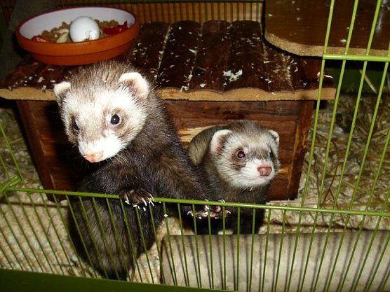 Bonny und Clyde (Foto: privat) Bonny und Clyde (Foto: privat)