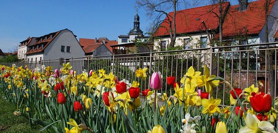 Bild: Man muss sich nicht unbedingt so tief hinunterbeugen, um den pr&auml;chtigen Blumensaum in der Hettstedter Luisenstra&szlig;e zu bewundern. Doch die Kante bildet einen sch&ouml;nen Blickfang vor Markt und Jakobikirche.