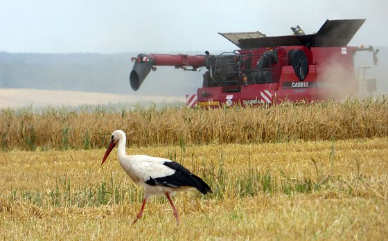 Bild: Bequemer auf Nahrungssuche