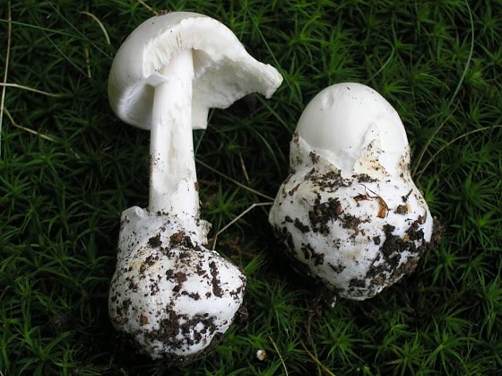 Bild: Sieht aus wie ein Champignon, ist aber t&ouml;dlich - der wei&szlig;e Knollenbl&auml;tterpilz 