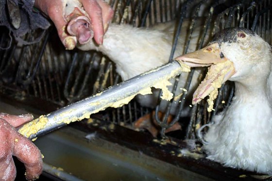 Bild: Guten Appetit