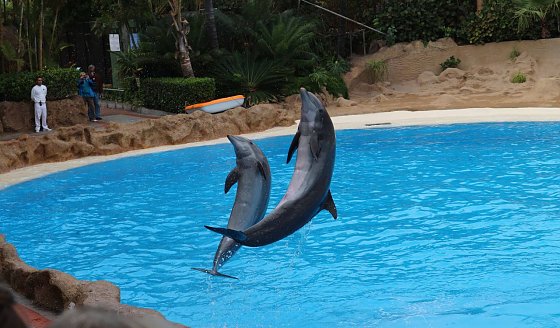Bild: Tierische Attraktionen - Tierqu&auml;lerei&szlig;