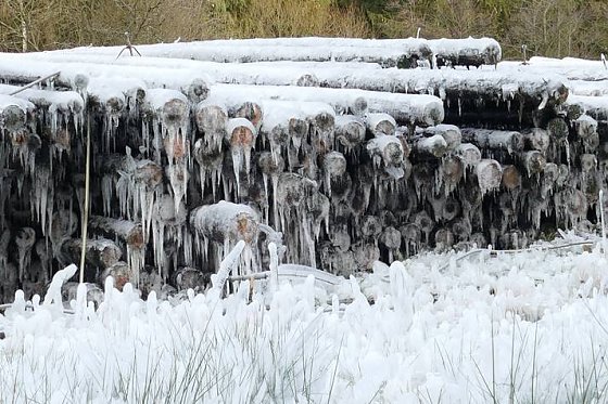 Bild: Nasslager im Harz